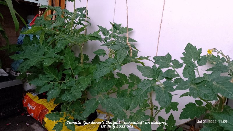 Tomato 'Gardener's Delight' ''beheaded'' on balcony 1st July 2022 003.jpg