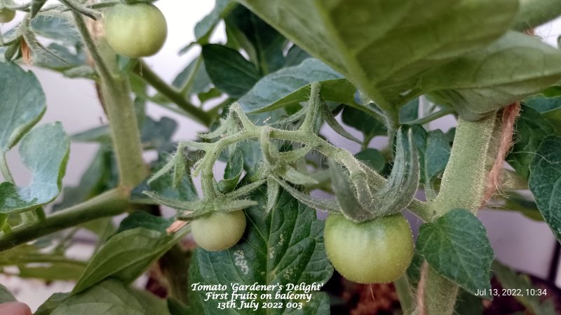 Tomato 'Gardener's Delight' First fruits on balcony 13th July 2022 003.jpg