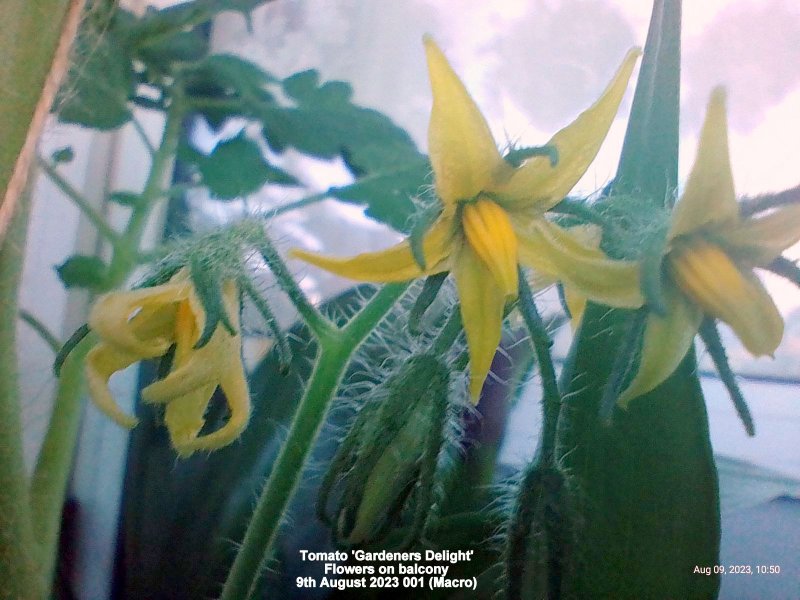 Tomato 'Gardeners Delight' Flowers on balcony 9th August 2023 001 (Macro).jpg