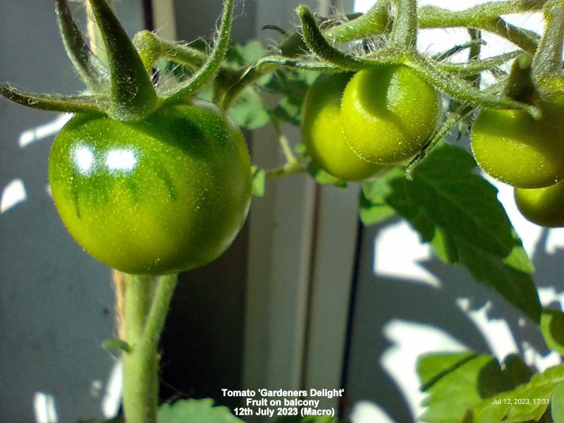 Tomato 'Gardeners Delight' Fruit on balcony 12th July 2023.jpg