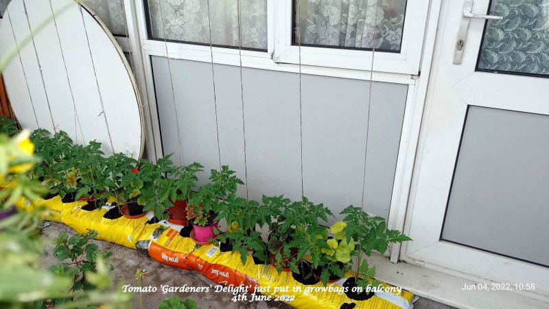 Tomato 'Gardeners' Delight' just put in growbags on balcony 4th June 2022.jpg