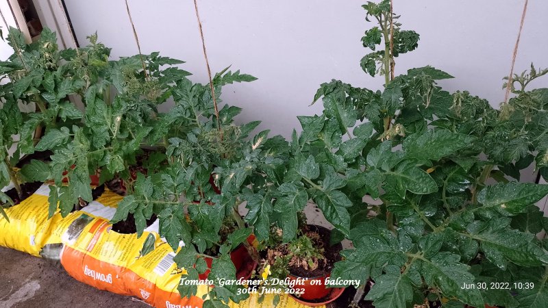 Tomato 'Gardener's Delight' on balcony 30th June 2022.jpg