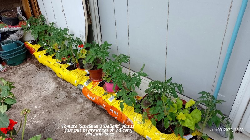 Tomato 'Gardener's Delight' plants now put in growbags on balcony  3rd June 2022.jpg