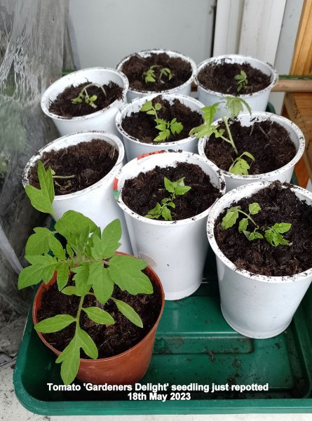 Tomato 'Gardeners Delight' seedling just repotted 18th May 2023.jpg