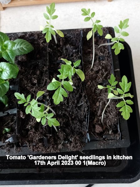 Tomato 'Gardeners Delight' seedlings in kitchen 17th April 2023 001 (Macro).jpg