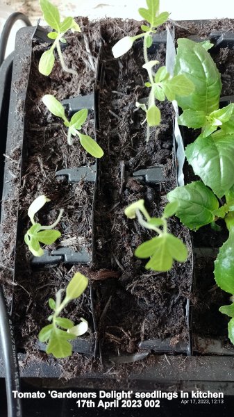 Tomato 'Gardeners Delight' seedlings in kitchen 17th April 2023 002.jpg