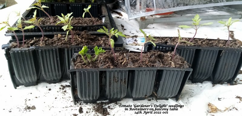 Tomato 'Gardener's Delight' seedlings in Rootainers on balcony table 14th April 2022 001.jpg