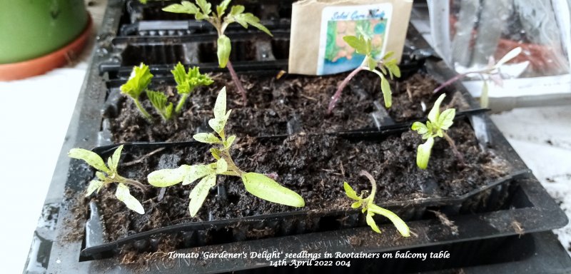 Tomato 'Gardener's Delight' seedlings in Rootainers on balcony table 14th April 2022 004.jpg