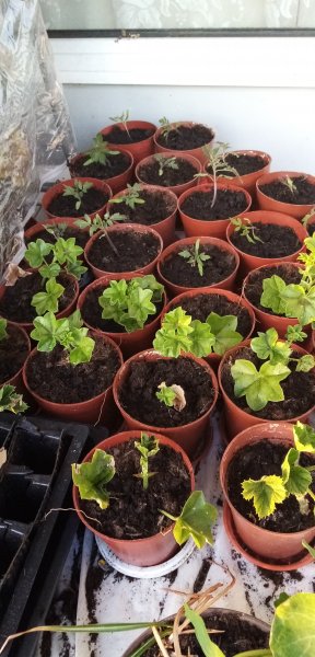 Tomato 'Gardener's Delight' seedlings just potted up 20th April 2022.jpg