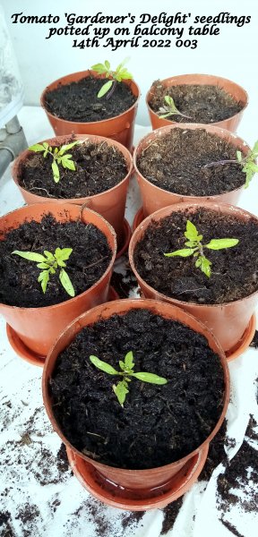 Tomato 'Gardener's Delight' seedlings potted up on balcony table 14th April 2022 003.jpg