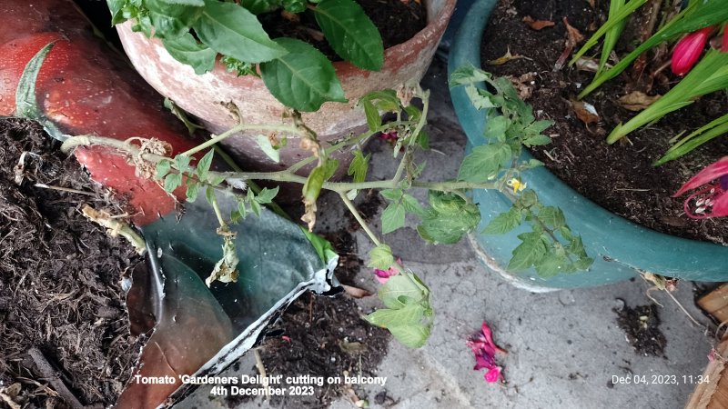 Tomato 'Gardeners Delight'cutting on balcony 4th December 2023.jpg