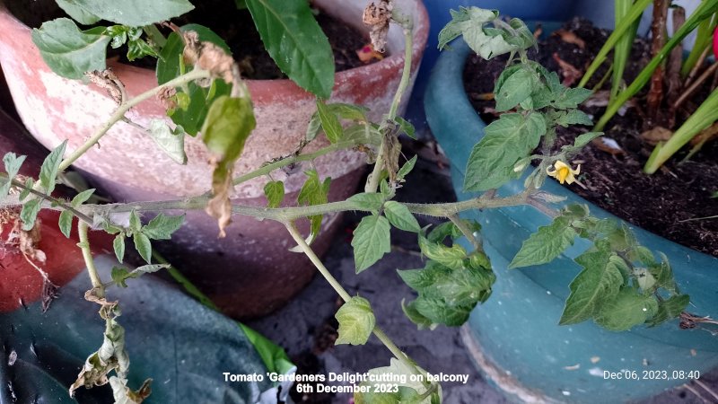 Tomato 'Gardeners Delight'cutting on balcony 6th December 2023.jpg