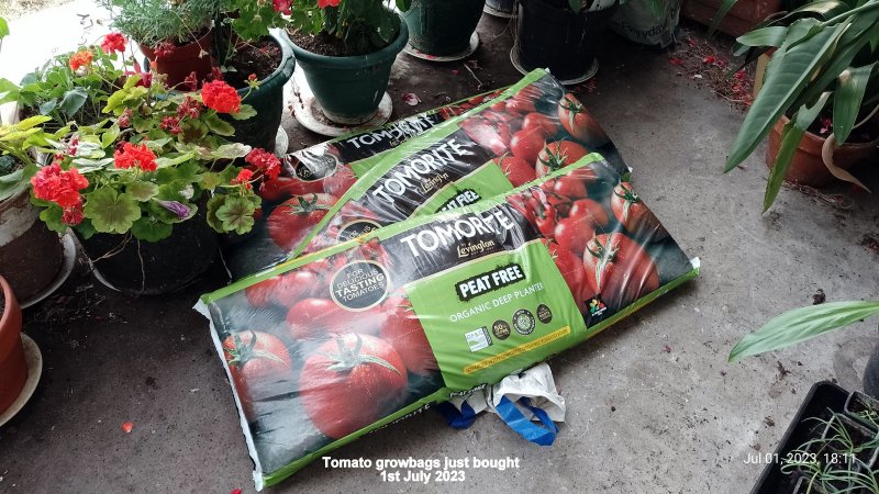 Tomato growbags just bought 1st July 2023.jpg