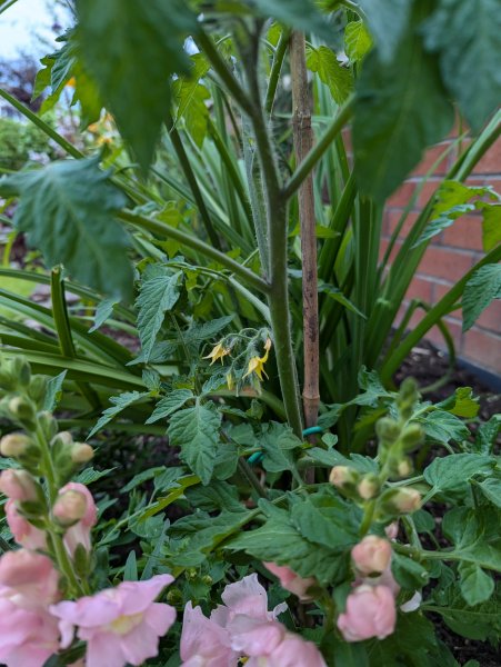 Tomato Plant.jpg