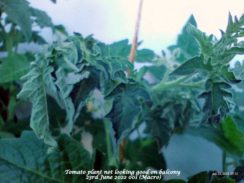 Tomato plant not looking good on balcony 23rd June 2022 001 (Macro).jpg