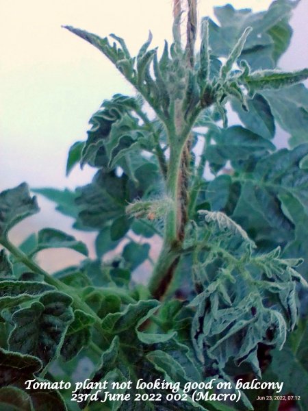 Tomato plant not looking good on balcony 23rd June 2022 002 (Macro).jpg