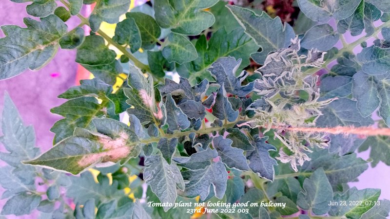 Tomato plant not looking good on balcony 23rd June 2022 003.jpg