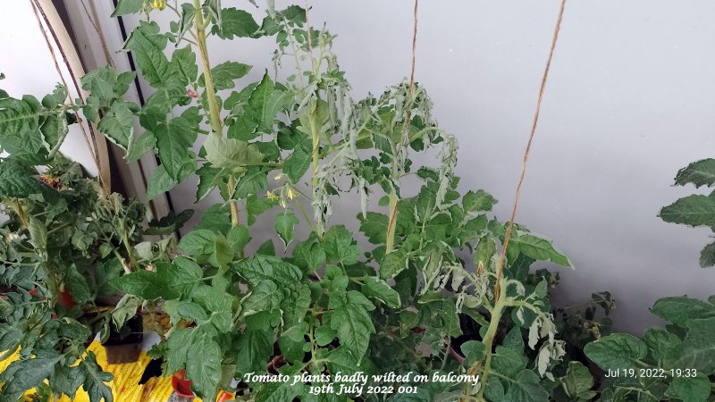 Tomato plants badly wilted on balcony 19th July 2022 001.jpg