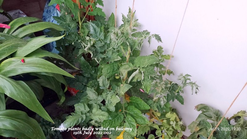 Tomato plants badly wilted on balcony 19th July 2022 002.jpg