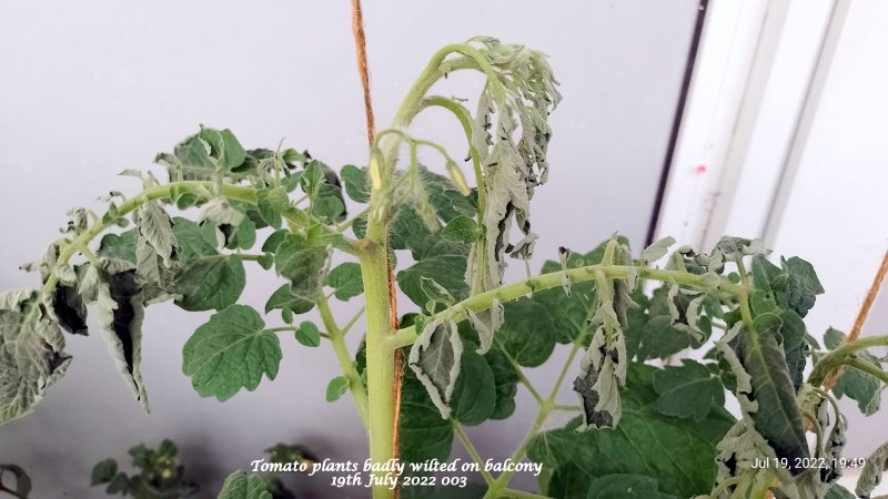 Tomato plants badly wilted on balcony 19th July 2022 003.jpg