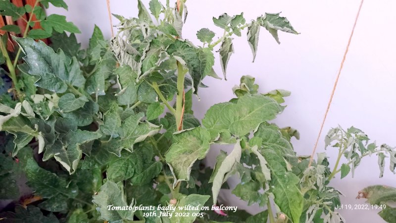 Tomato plants badly wilted on balcony 19th July 2022 005.jpg