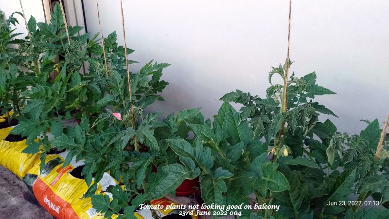 Tomato plants not looking good on balcony 23rd June 2022 004.jpg