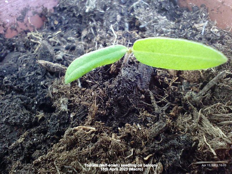 Tomato (self-sown) seedling on balcony 15th April 2023 (Macro).jpg