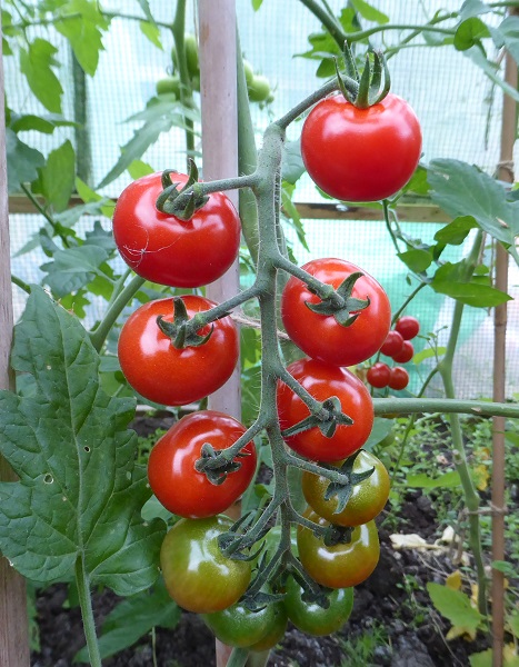 tomato suncherry.jpg