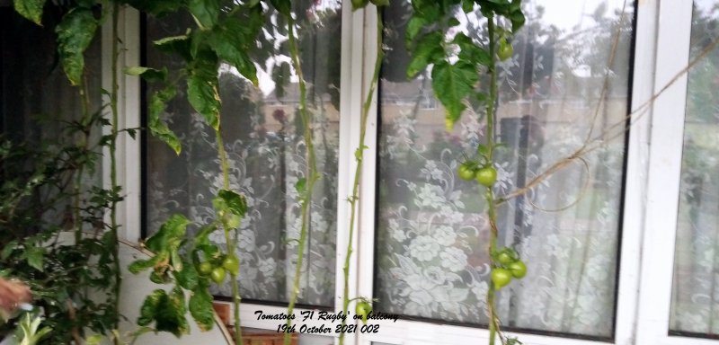 Tomatoes 'F1 Rugby' on balcony 19th October 2021 002.jpg