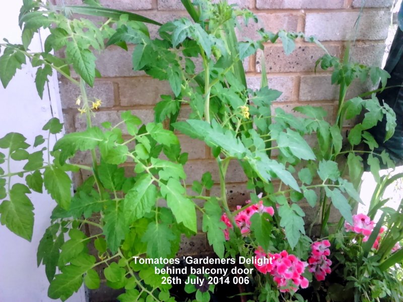 Tomatoes 'Gardener's Delight' behind balcony door 26th July 2014 006.JPG