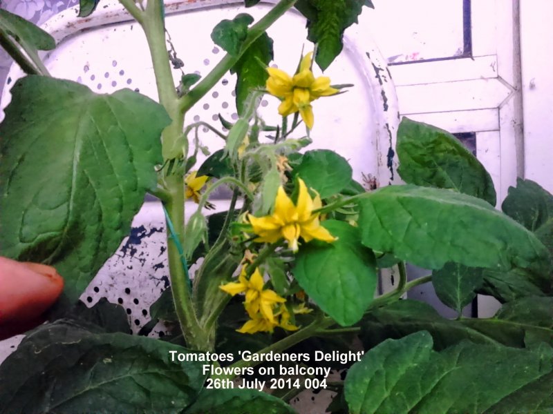 Tomatoes 'Gardener's Delight' Flower truss up close on balcony 26th July 2014 004.JPG