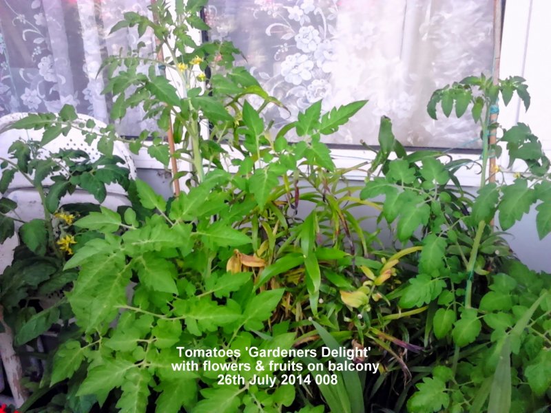 Tomatoes  'Gardener's Delight' Flowers & fruits on balcony 26th July 2014 008.JPG