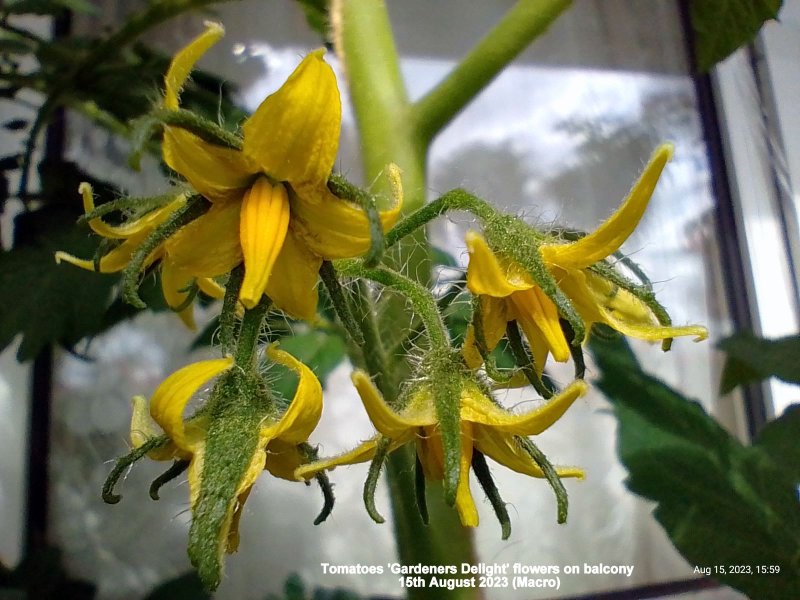 Tomatoes 'Gardeners Delight' flowers on balcony 15th August 2023 (Macro).jpg