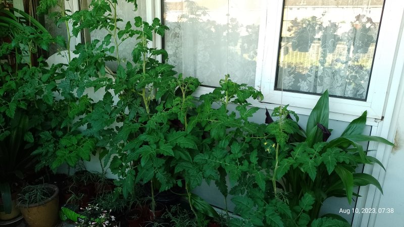 Tomatoes 'Gardeners Delight' in growbags on balcony 10th August 2023.jpg