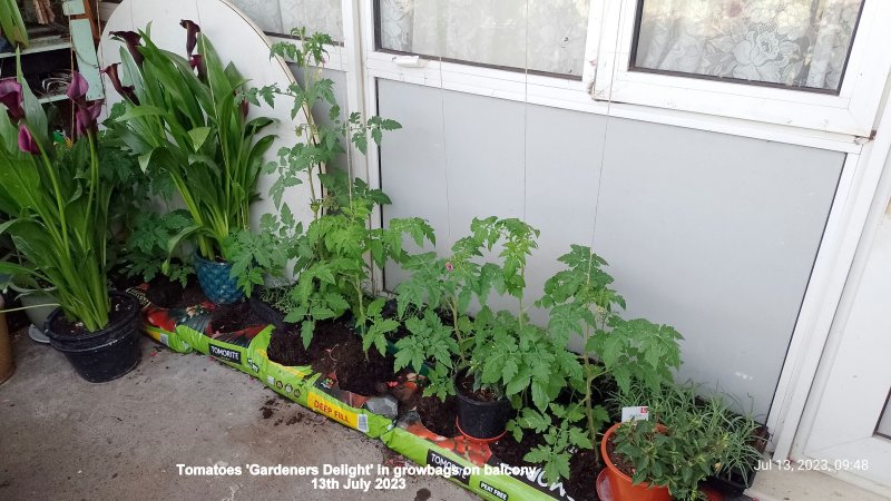 Tomatoes 'Gardeners Delight' in growbags on balcony 13th July 2023.jpg