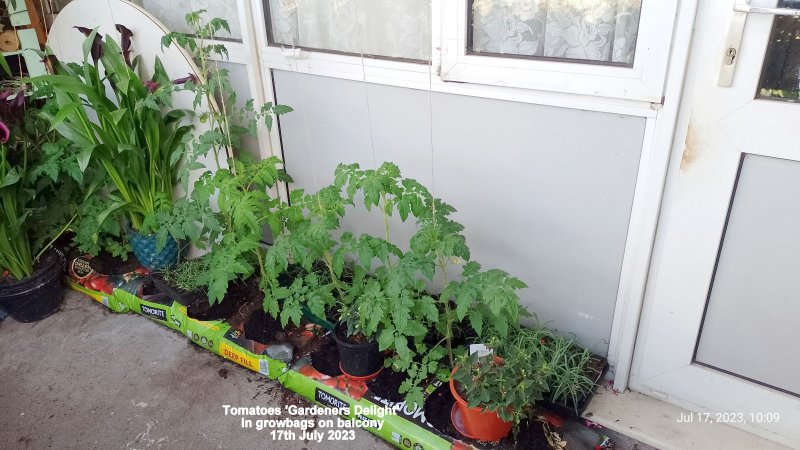 Tomatoes 'Gardeners Delight' in growbags on balcony 17th July 2023.jpg