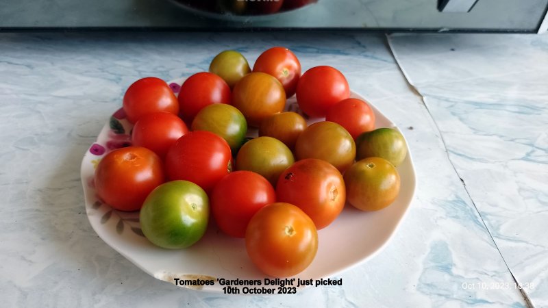 Tomatoes 'Gardeners Delight' just picked 10th October 2023.jpg