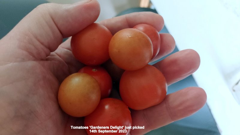 Tomatoes 'Gardeners Delight' just picked 14th September 2023.jpg