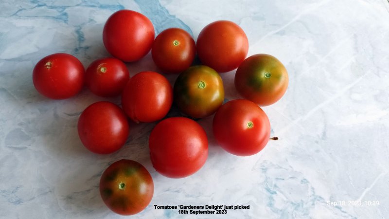 Tomatoes 'Gardeners Delight' just picked 18th September 2023.jpg