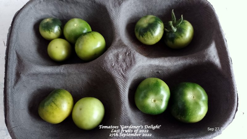 Tomatoes 'Gardener's Delight' Last fruits of 2022 27th September 2022.jpg