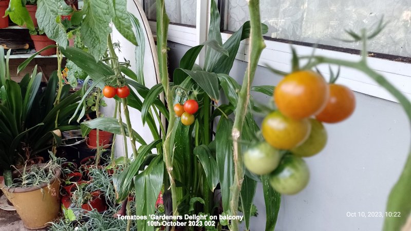 Tomatoes 'Gardeners Delight' on balcony 10th October 2023 002.jpg