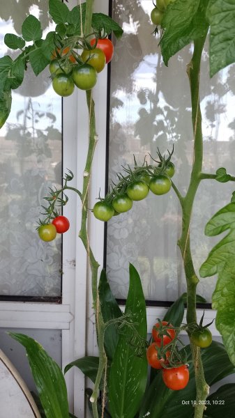 Tomatoes 'Gardeners Delight' on balcony 10th October 2023 004.jpg