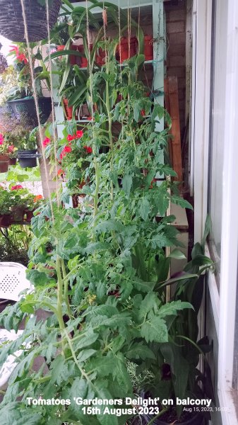 Tomatoes 'Gardeners Delight' on balcony 15th August 2023 00.jpg