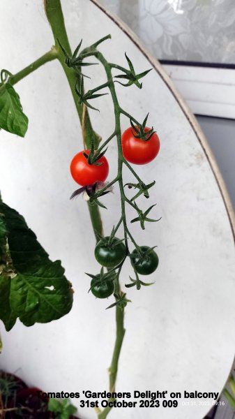 Tomatoes 'Gardeners Delight' on balcony 31st October 2023 009.jpg