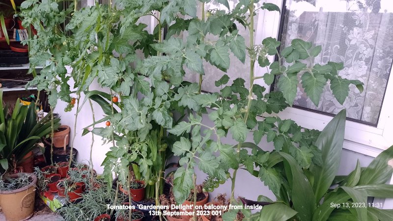 Tomatoes 'Gardeners Delight' on balcony from inside 13th September 2023 001.jpg