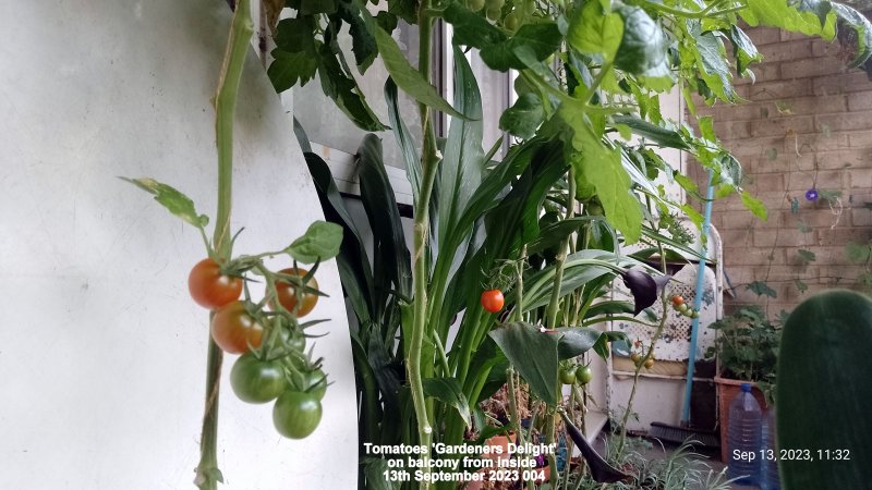 Tomatoes 'Gardeners Delight' on balcony from inside 13th September 2023 004.jpg