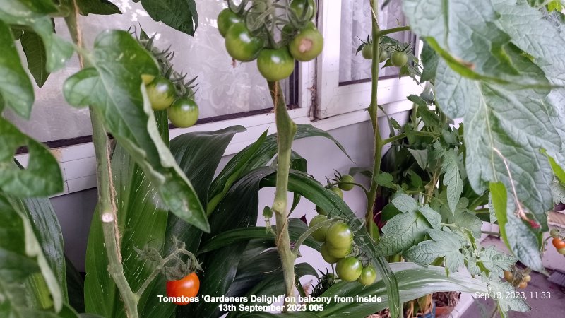 Tomatoes 'Gardeners Delight' on balcony from inside 13th September 2023 005.jpg