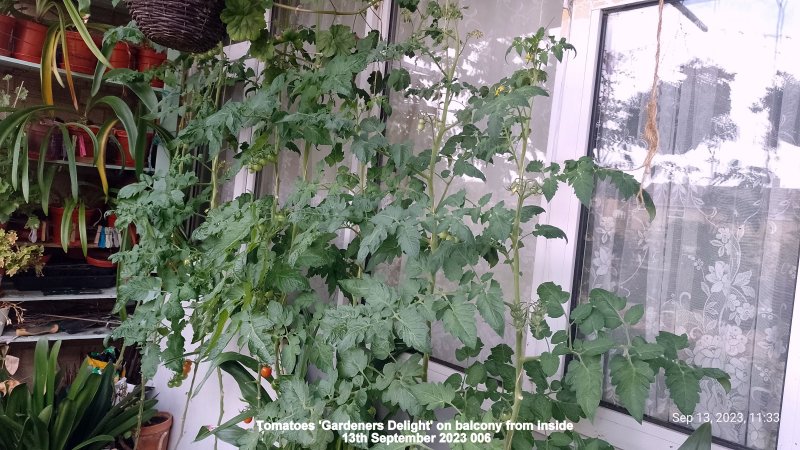 Tomatoes 'Gardeners Delight' on balcony from inside 13th September 2023 006.jpg