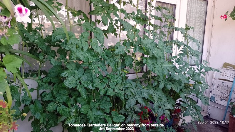 Tomatoes 'Gardeners Delight' on balcony from outside 4th September 2023.jpg