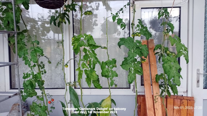 Tomatoes 'Gardeners Delight' on balcony (Last day) 1st November 2023.jpg